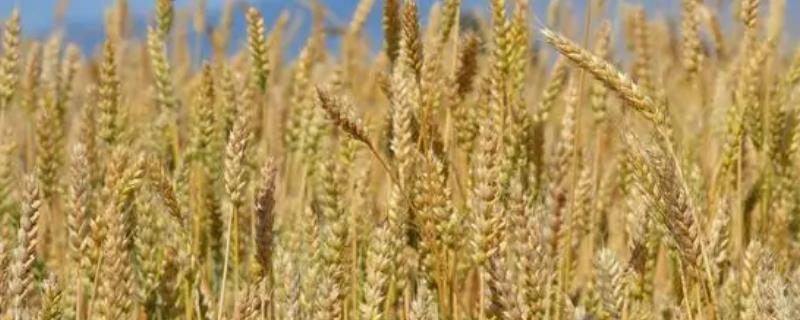 小麦平均密度是多少，密度与小麦的品级有关