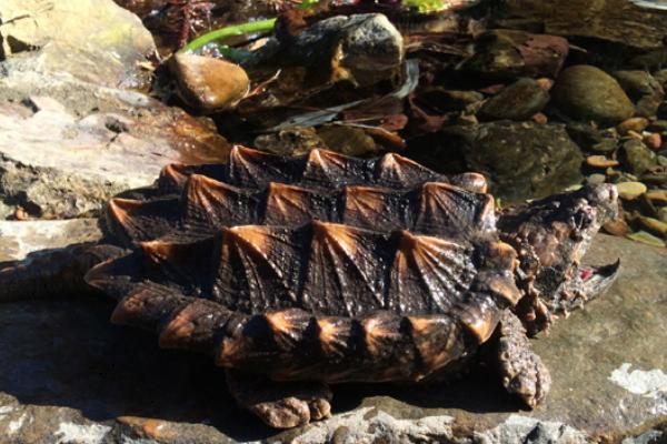 鳄龟腐皮的原因，受伤、水质差或温差大都会导致