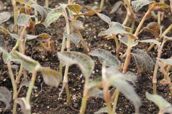 金线莲的种植方法，一般采用组培苗来育苗