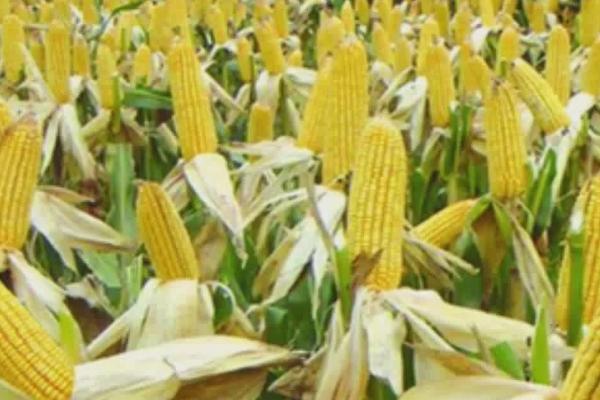 春玉米抗旱播种方法，旱情较重的地方可在原垄卡种