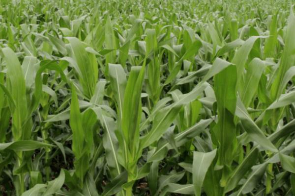 春玉米抗旱播种方法，旱情较重的地方可在原垄卡种