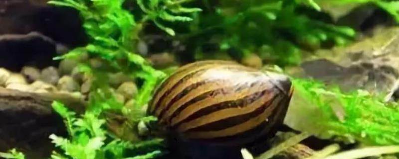 观赏螺怎么繁殖，首先要区分公母