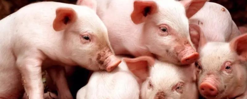 养猪几个月可出栏，一般在8-9月以内出栏