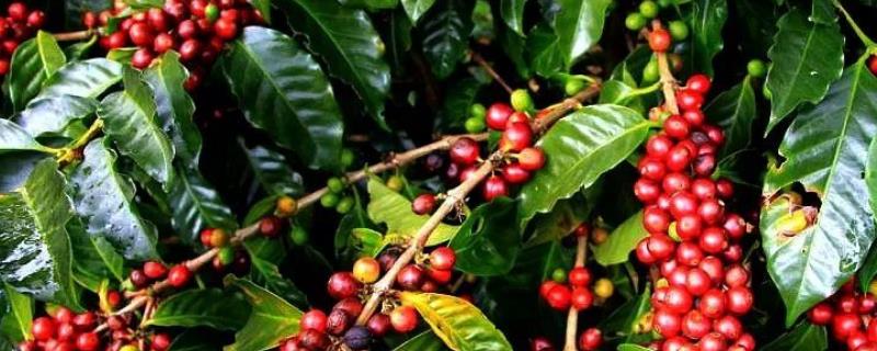 咖啡种植技术要点，播种前应测试籽种发芽率