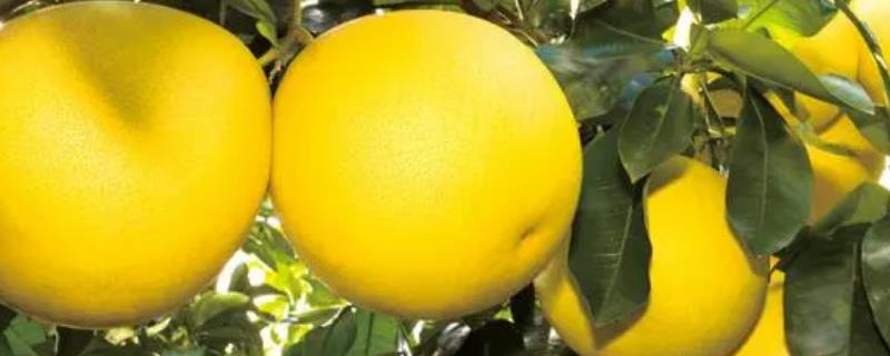 怎么对蜜柚使用尿素，一般可采用深施覆土的方法