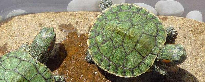 巴西龟喂食是放水里吗，水的浮力可辅助它进食