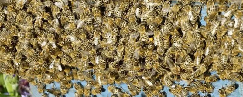 蜜蜂能活多少天，工种不同存活时间不同
