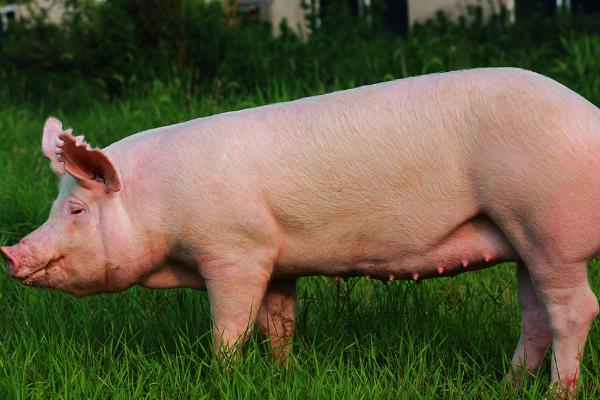 家猪是不是由野猪驯化而来，亚欧野猪被驯化后即成为家猪