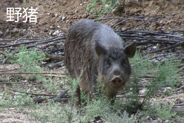 家猪是不是由野猪驯化而来，亚欧野猪被驯化后即成为家猪
