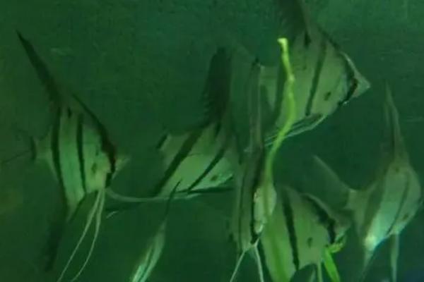 秘鲁神仙鱼怎么养，以弱酸性水质为最佳