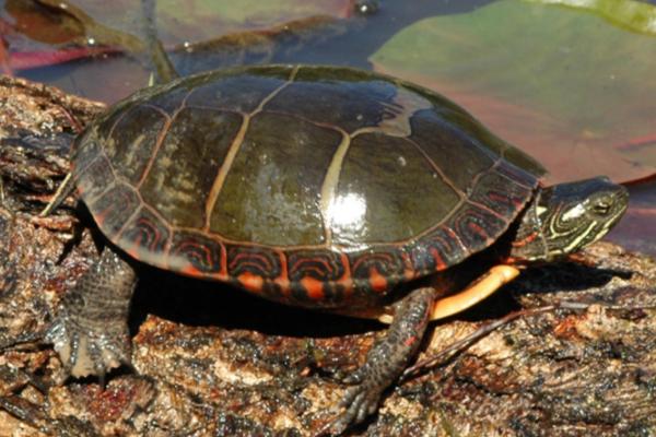 淡水龟能不能一直在水中，长时间浸水容易患上腐甲病