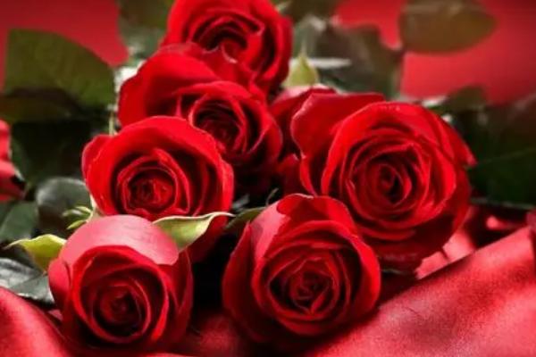 满天星加玫瑰的花语，适合送给喜欢的人表达爱意