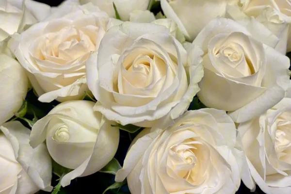 满天星加玫瑰的花语，适合送给喜欢的人表达爱意