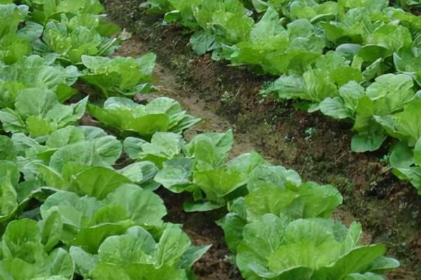 如何根据白菜的生长期进行追肥，莲座期、包心期应主施氮肥