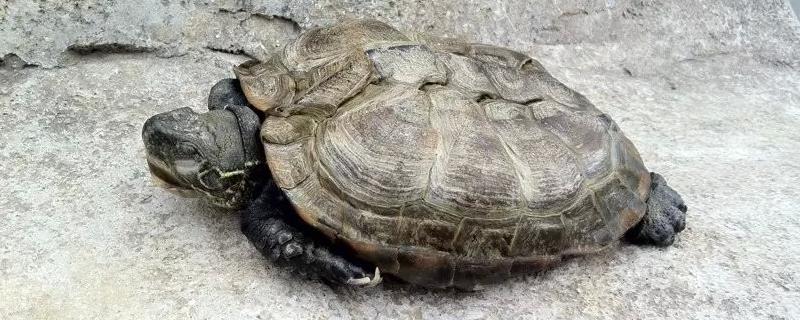 乌龟死亡的表现，通常四肢会变软