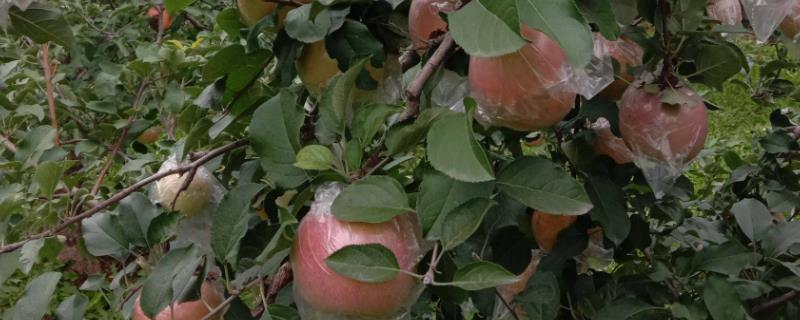 进入花期的套袋红富士苹果怎么防治病虫害，需根据实际情况采取对应措施