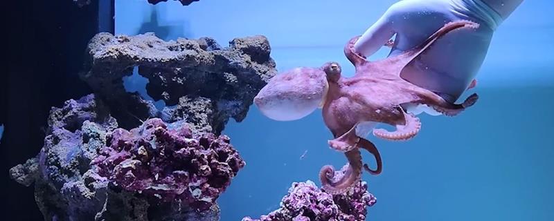 章鱼如何饲养，根据体型来选择鱼缸的大小