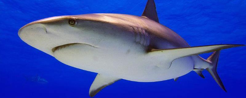柠檬鲨可以长到什么程度，一般可达到2.4-3米左右