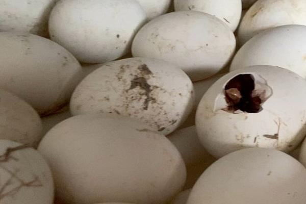 鹅蛋孵化38度可以吗，要根据鹅蛋需求来调整孵化温度