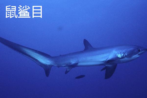 鲨鱼有哪些品种及生活方式，可分为鼠鲨目、虎鲨目、真鲨目等8大种类