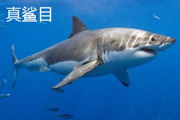 鲨鱼有哪些品种及生活方式，可分为鼠鲨目、虎鲨目、真鲨目等8大种类
