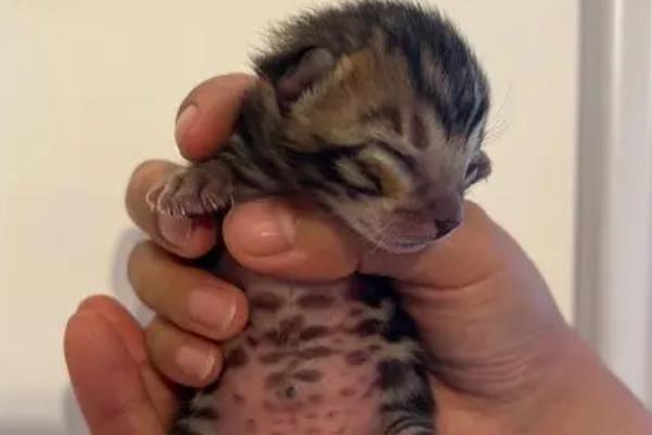 刚出生的小猫怎么急救，首先进行口部挖抠让其吐出粘液
