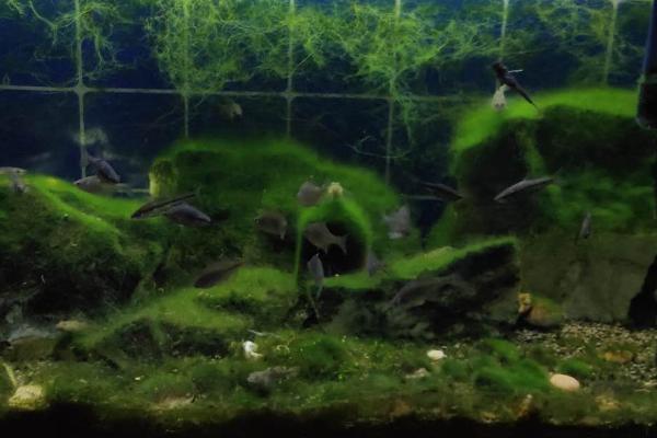 鱼缸绿水变清的方法，首先要做的就是减少光照