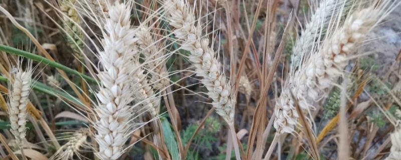 干热风对小麦的危害，关键时期是灌浆期