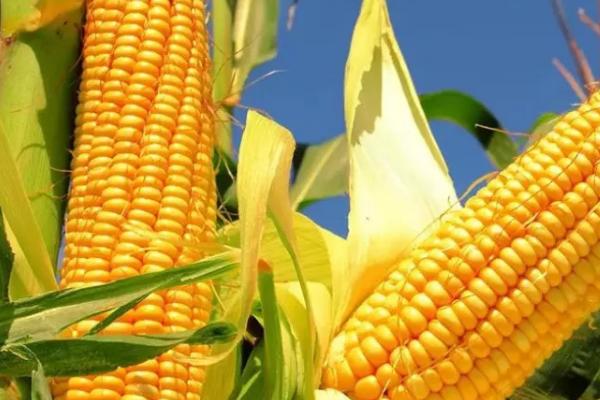 阳光99玉米种的特征特性，夏播生育期为96-101天