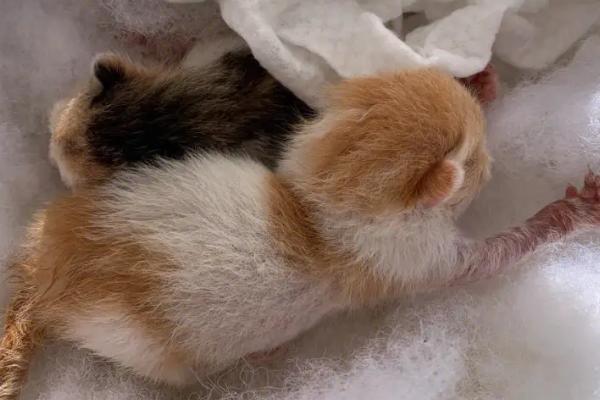 小猫出生1个半月如何除跳蚤，一般可喷施体外驱虫喷剂
