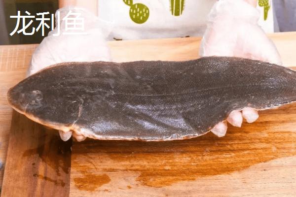 巴沙鱼和龙利鱼的区别，巴沙鱼属于鲶科、龙利鱼属于舌鳎科