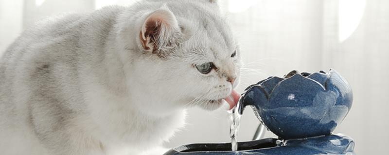 猫为何喜欢喝杯子里面的水，可能是感到好奇或者想喝温水