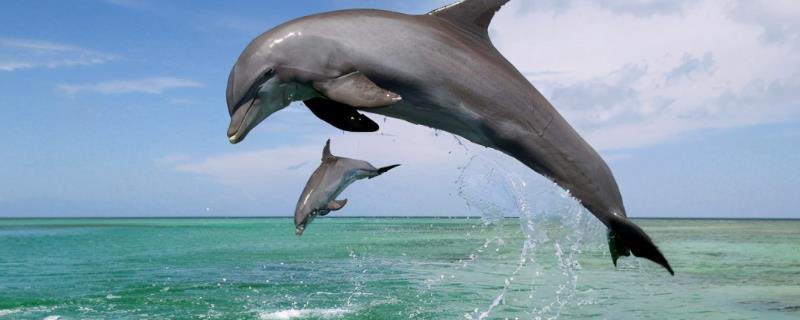 海豚有没有毒，有毒但主要集中在内脏和血液中