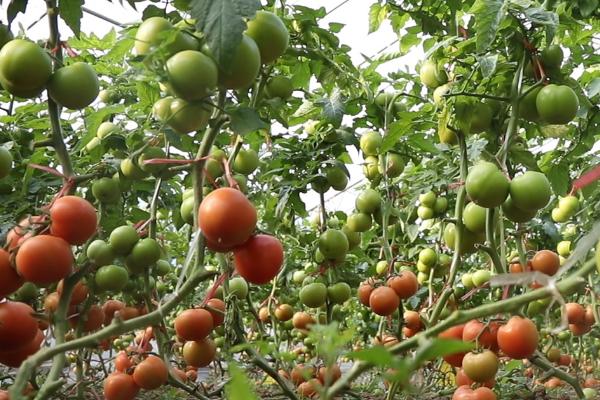 2020年种植大棚西红柿能否赚钱，主要取决于市场、产量、投入等条件