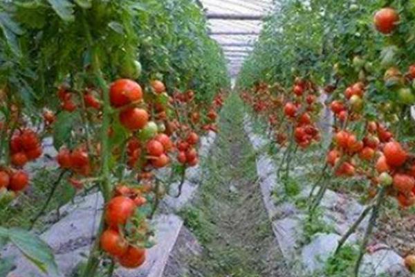 2020年种植大棚西红柿能否赚钱，主要取决于市场、产量、投入等条件