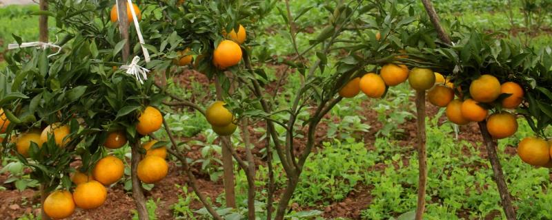 柑橘如何施肥才能保果，5月份可喷施尿素和磷酸二氢钾的混合液
