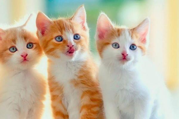 猫咪为什么会便血拉稀，可能是患有猫瘟、肠道出血、感染寄生虫等原因所导致