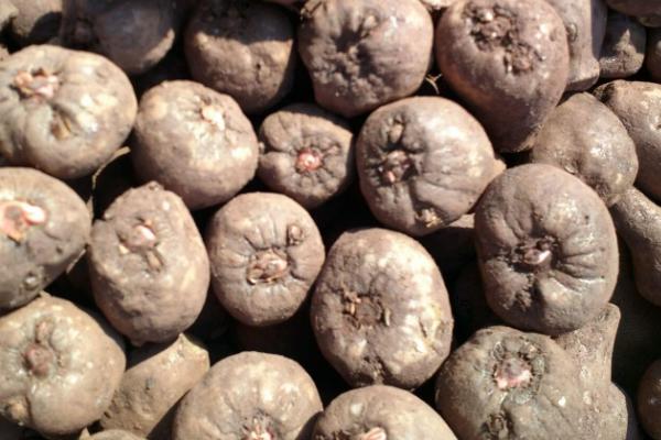 什么是魔芋，属于天南星科、魔芋族、魔芋种作物