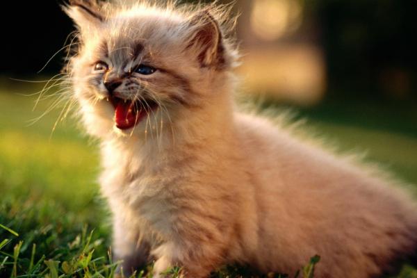 小猫排便为什么很臭，可能是进食过多导致部分食物尚未消化