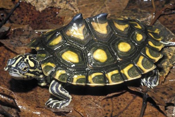 地图龟和草龟可以一起养吗，可以混养但需提供充足空间