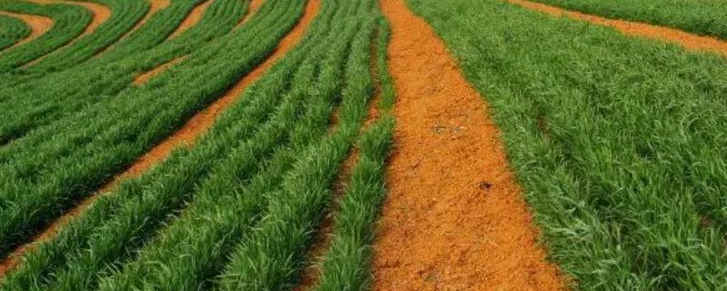 种植小麦怎么间作菠菜，可在播种小麦的预留行中均匀耩入菠菜种子