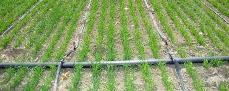 科学抗旱的方法，采取滴灌技术十分有效
