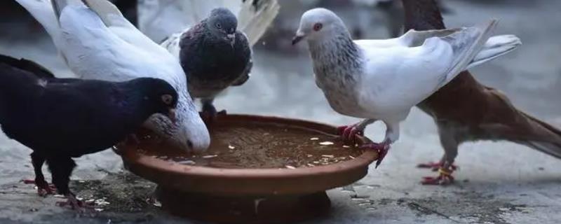 鸽子吃盐的好处，可增进食欲，促进新陈代谢。