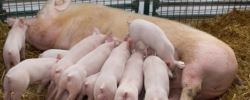 哺乳母猪吃什么奶水多，应在饲料中提高精饲料比重