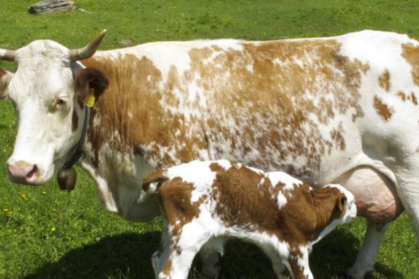 母牛为何会流出透明液体，可能是正值发情期或即将临产
