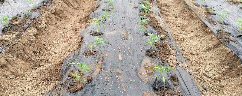 一个坑可以种几棵西红柿幼苗，通常只能种植1棵