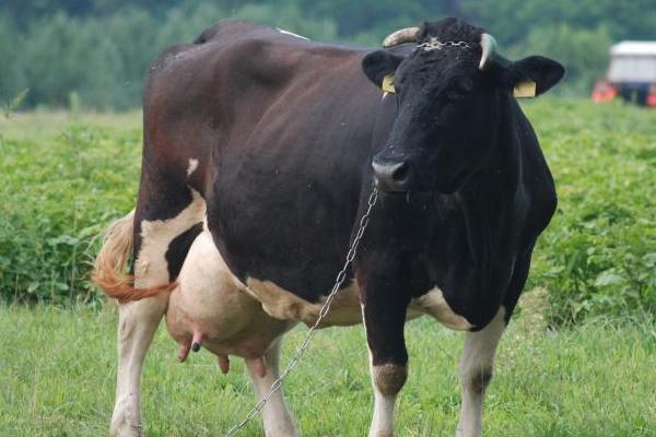 母牛配种后多少天能判断怀孕，成功后会出现周期性的改变