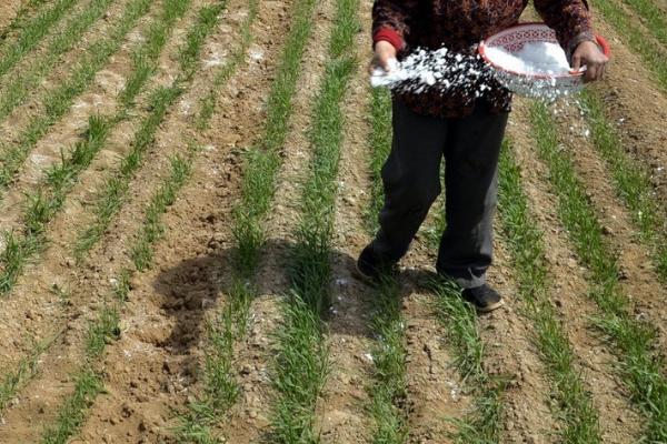 小麦底肥使用技巧，通常在播种前结合耕翻整地施入