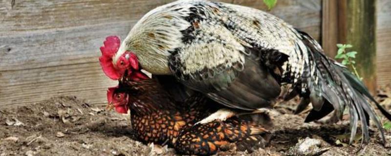 公鸡踩一次母鸡能管几个蛋，可产10-20枚受精蛋