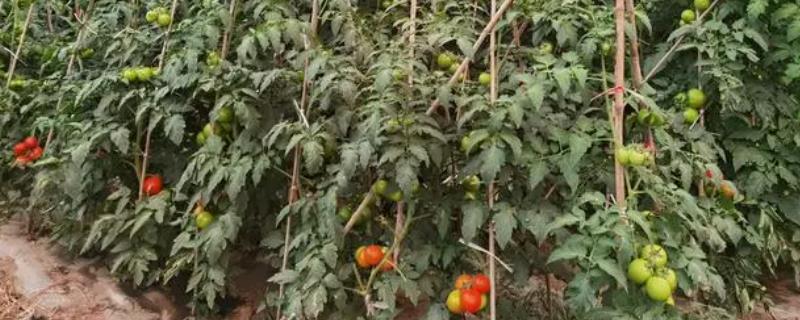 番茄如何科学施肥，施足基肥、合理追肥